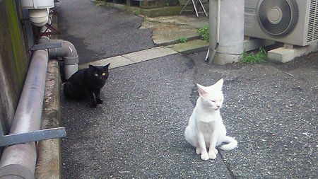 勤務先のぬこ　２