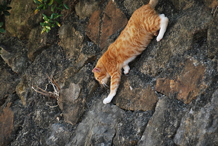童謡の園・猫4
