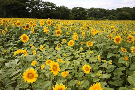 090815北海道 屈斜路湖畔のヒマワリ畑