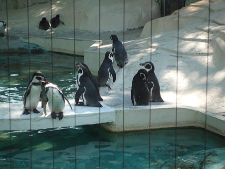 ペンギン