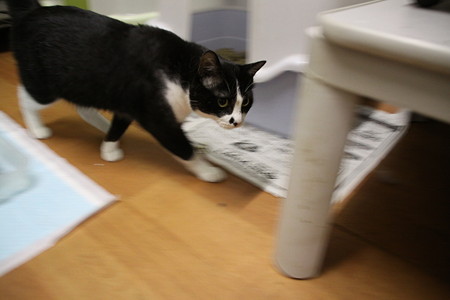 ねこさん流し撮り風(笑)