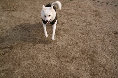 ずたずたずた。どたどたどた。
