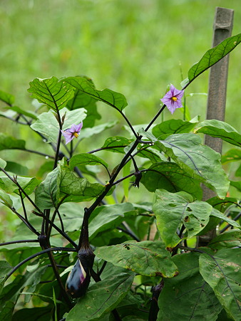 P7205231om