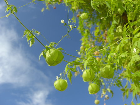 0909植物風船カズラ