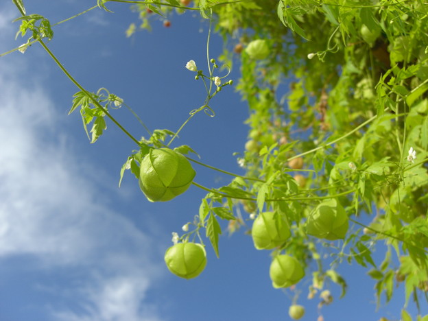 0909植物風船ｶｽﾞﾗ 写真共有サイト フォト蔵