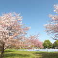 23.4/4舎人公園・ネモフィラ、桜
