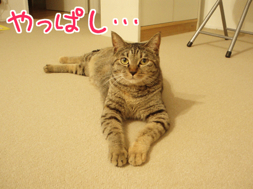 090625-【猫アニメ】ごめんにゃ～！