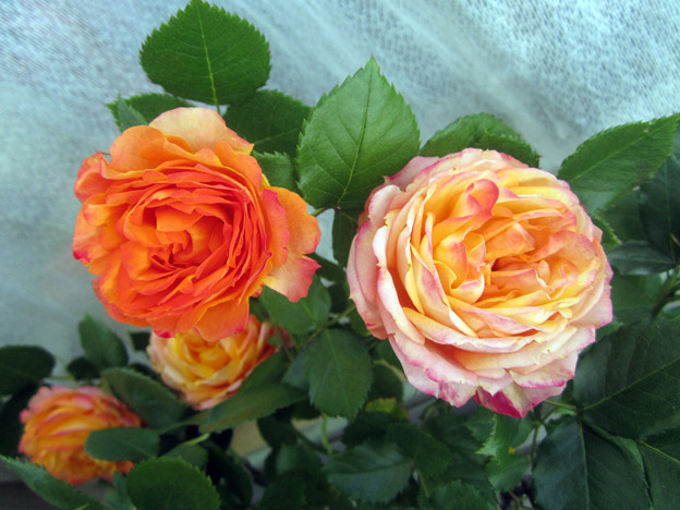 Floribunda Rose　Baby Romantica