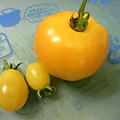 Photos: 黄色いトマト～
